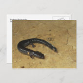 Backyard Salamander Postkarte (Vorne/Hinten)