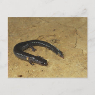 Backyard Salamander Postkarte