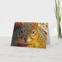 Backyard Squirrel Greeting cards Karte