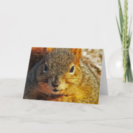 Backyard Squirrel Greeting cards Karte