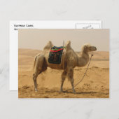 Bactrian Camel Mongolia Postkarte (Vorne/Hinten)