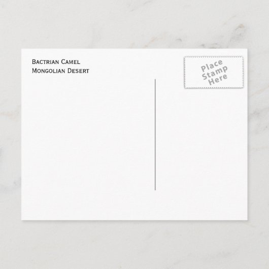 Bactrian Camel Mongolia Postkarte (Rückseite)