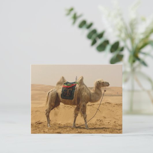 Bactrian Camel Mongolia Postkarte (Stehend Vorderseite)