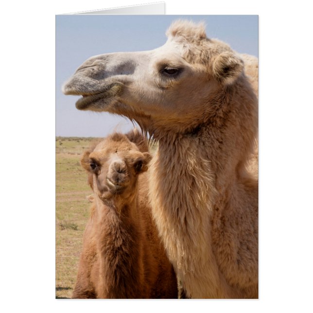 Bactrian Camel Portrait (Vorne)