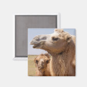 Bactrian Camel Portrait Magnet (Vorderseite/Rückseite)