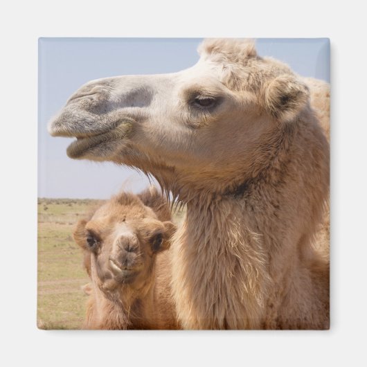 Bactrian Camel Portrait Magnet (Vorne)