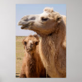 Bactrian Camel Portrait Poster (Vorne)
