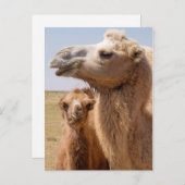 Bactrian Camel Portrait Postkarte (Vorne/Hinten)