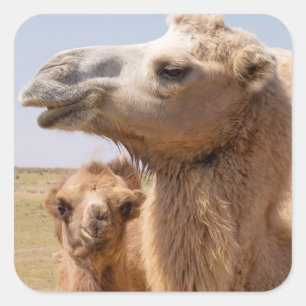 Bactrian Camel Portrait Quadratischer Aufkleber