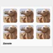 Bactrian Camel Portrait Quadratischer Aufkleber (Blatt)