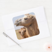 Bactrian Camel Portrait Quadratischer Aufkleber (Umschlag)