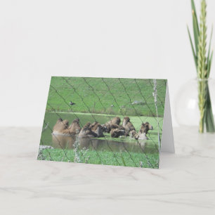 "Bactrian Camels" erhält Well Card Karte