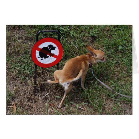 Bad Chihuahua Puppy (Vorderseite (Horizontal))