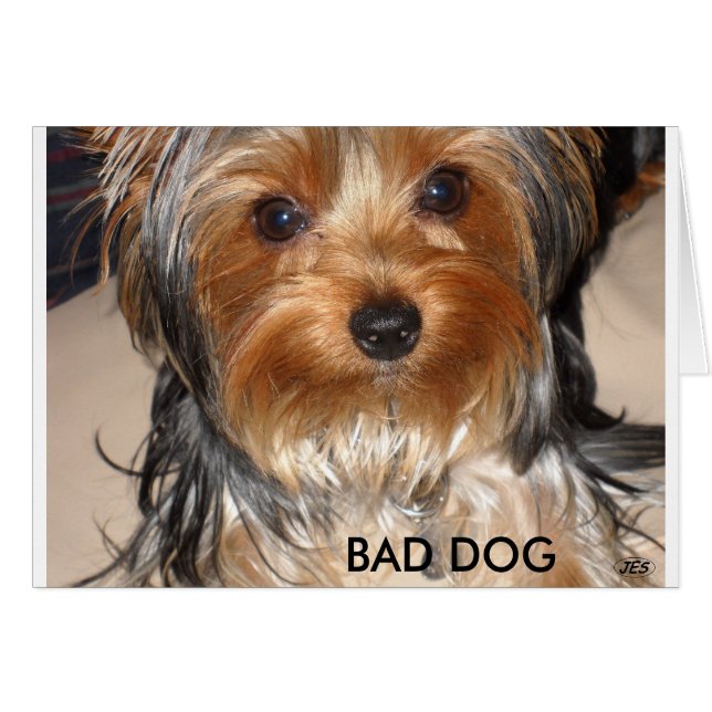 Bad Dog (Vorderseite (Horizontal))