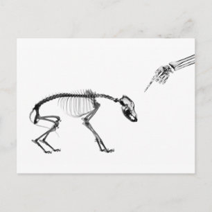Bad Dog X-Ray Skelett in Schwarz & Weiß Postkarte