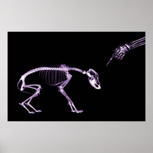 Bad Dog Xray Skeleton Black Lila Poster