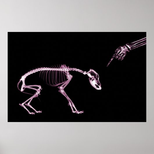 Bad Dog Xray Skeleton Black Pink Poster (Vorne)