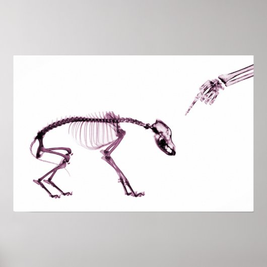 Bad Dog Xray Skeleton White Pink Poster (Vorne)