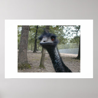 Bad hair Day Poster