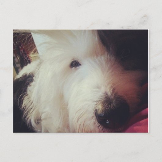 Bad Hair Day! Postkarte (Vorderseite)