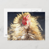 Bad Hair Day Postkarte (Vorne/Hinten)