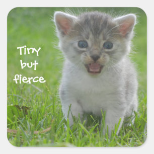 Badass Cats - "Tiny but Fierce" Quadratischer Aufkleber