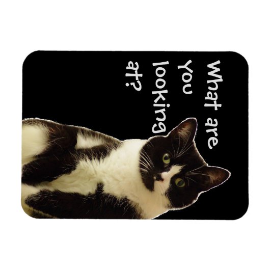 Badass Cats "Was schaust du dir an?" Magnet (Horizontal)