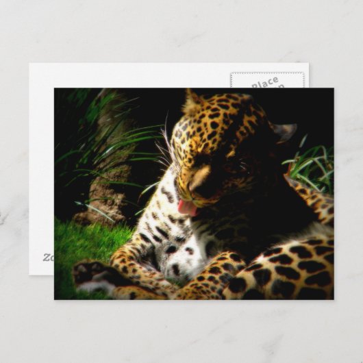 Badeleopard Postkarte (Vorne/Hinten)