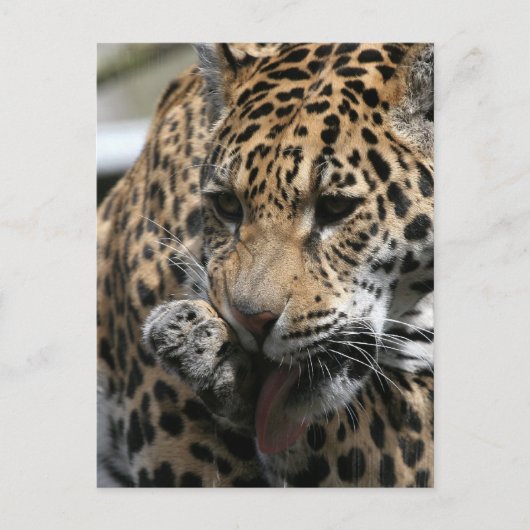 Bademeister Postkarte (Vorderseite)