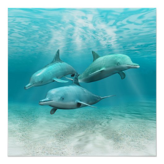 Baden-Delphine Poster (Vorderseite)