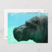 Baden Hippo Postkarte (Vorne/Hinten)
