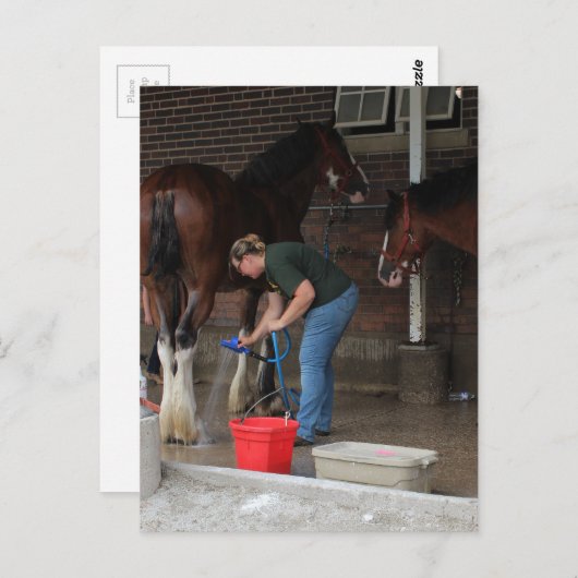 Badende Pferde auf der Messe Postkarte (Vorne/Hinten)