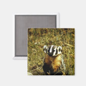 Badger Magnet (Vorderseite/Rückseite)
