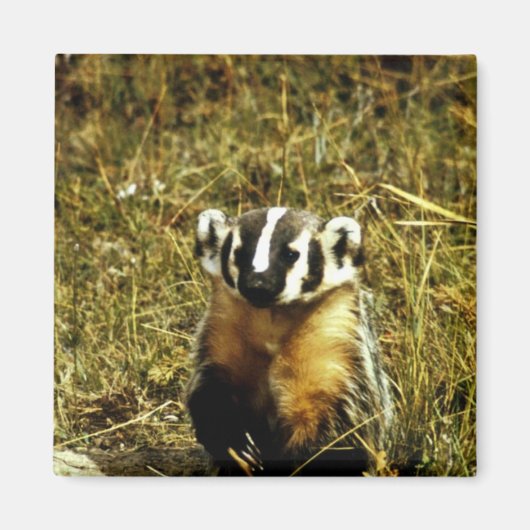 Badger Magnet (Vorne)
