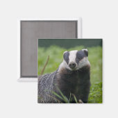 Badger Magnet (Vorderseite/Rückseite)
