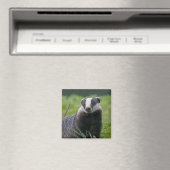 Badger Magnet (In Situ (Geschirrspüler))
