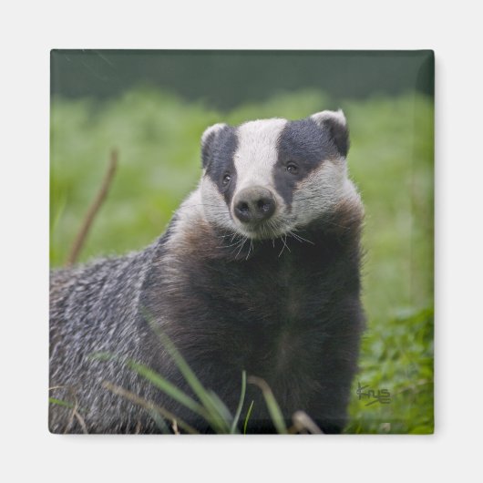 Badger Magnet (Vorne)