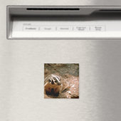 Badger Magnet (In Situ (Geschirrspüler))