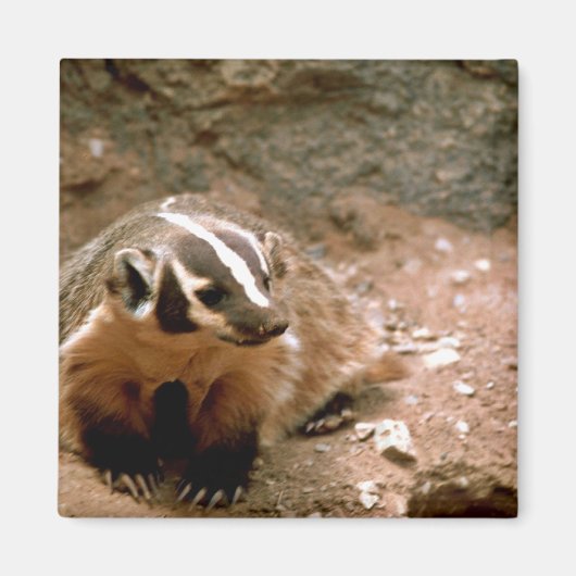 Badger Magnet (Vorne)