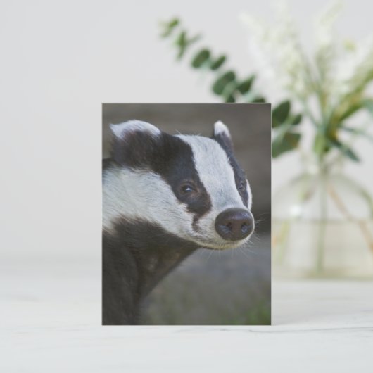 Badger Portrait Postkarte (Stehend Vorderseite)