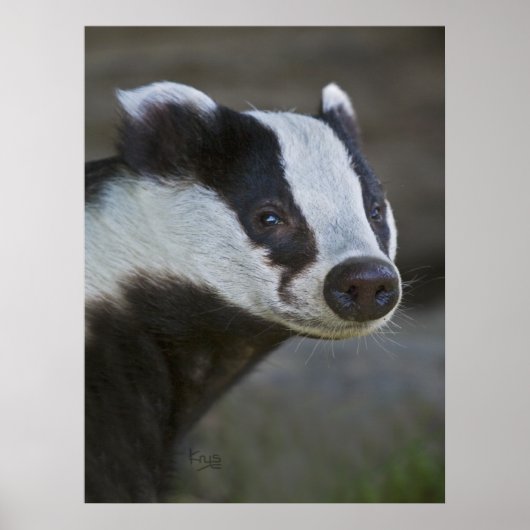 Badger Portrait Print Poster (Vorne)