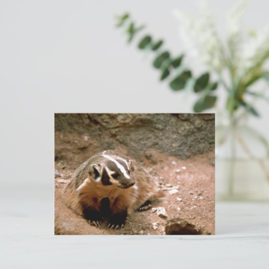 Badger Postkarte (Stehend Vorderseite)