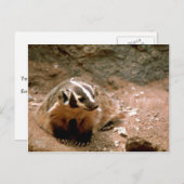 Badger Postkarte (Vorne/Hinten)