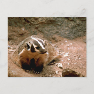 Badger Postkarte