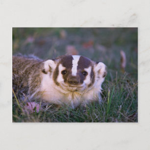 Badger Postkarte