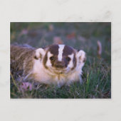 Badger Postkarte (Vorderseite)