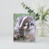 Badger Postkarte (Stehend Vorderseite)
