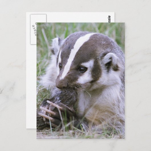 Badger Postkarte (Vorne/Hinten)