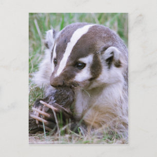 Badger Postkarte