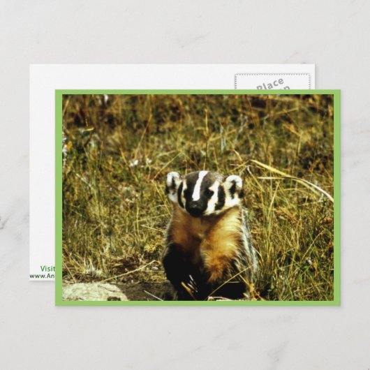 Badger Postkarte (Vorne/Hinten)